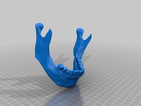 human jaw 3d scanned biology skull 3d print model - Mito3D