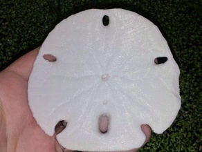 sand dollar animali echinoderma echinodermi echinodermate mare il riccio di seeigel 3d print model - Mito3D