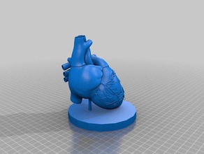 cœur biologie 3d print model - Mito3D