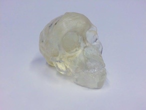 l'enfant de taung crâne fendu forme 1+2 les créatures 3d print model - Mito3D