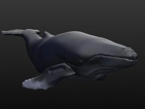 humpback whale animals bath toy fish float floater floating ocean sculptris sea life water 3d print model - Mito3D