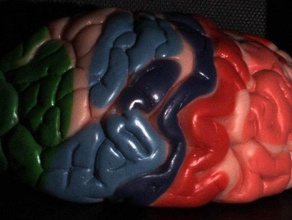 exploración del modelo de cerebro humano biología la anatomía cuerpo médica partes 3d print model - Mito3D