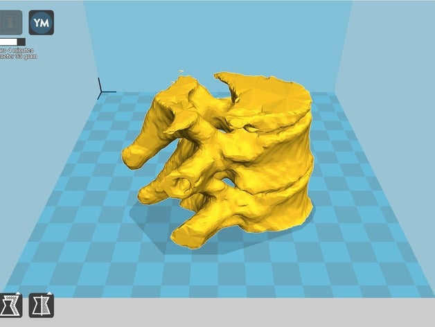 vertebra biology anatomical anatomy spine 3D print model - Mito3D