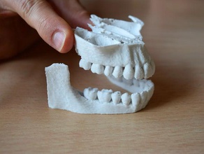 ct teeth biology anatomy 3d print model - Mito3D