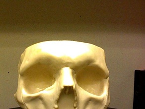 half skull scans replicas makerbotdigitizer 3d print model - Mito3D