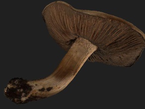 scan real prado cogumelo varreduras réplicas 3d print model - Mito3D