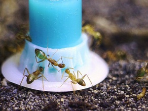 byformica liquide chargeur fourmis version obsolète de la biologie antfarm formicarium les insectes animaux compagnie 3d print model - Mito3D