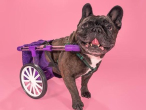 figo dog wheelchair pets accessibility assistivetech dogs steam tvy 3d print model - Mito3D