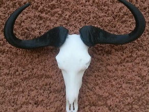 blue wildebeest skull scans replicas animal animals fossils skulls 3d print model - Mito3D