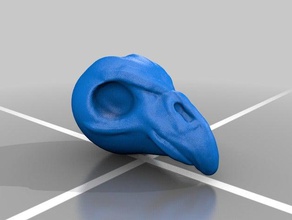uccello teschio animali 3d print model - Mito3D