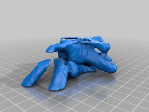 vertebra2 de la biologie anatomie 3d print model - Mito3D