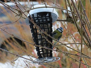Meise feeder suet Kuchen-container, um Vögel zu füttern Haustiere Vogel-feeder klicken Sie auf konische Fett ball grid Krippe openscad eingestellt 3d print model - Mito3D
