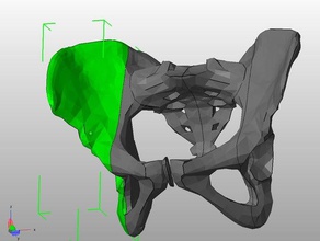 kadın pelvis sakrum biyoloji anatomi iskelet yardımcı öğretmenlik 3d print model - Mito3D