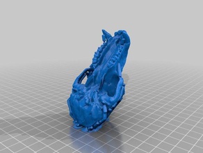 homínido cráneos biología 3d print model - Mito3D