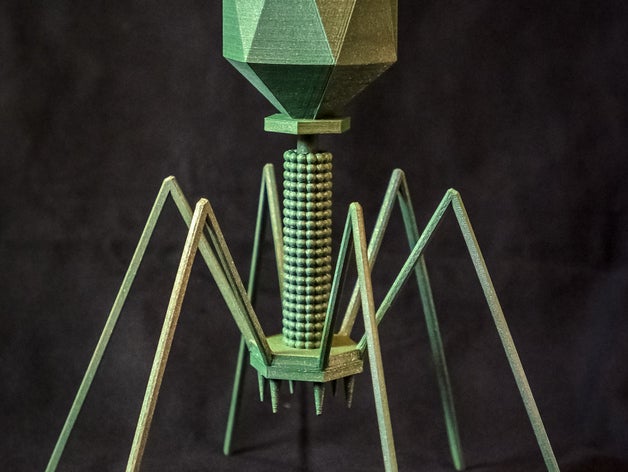 bacteriophage t4 virus biology 3D print model - Mito3D