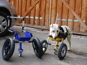 Hund Rollstuhl verbessert twolegged Hunde vor die Beine diy Tier-Schutz Rollstuhl-Hund 3d print model - Mito3D