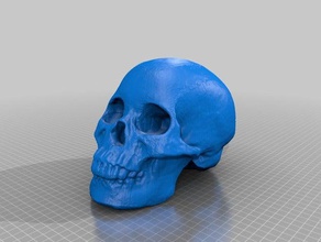 kafatası tarama tarar kopyaları 3d tarayıcı taranan 3d print model - Mito3D