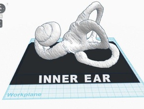 orecchio interno della base 3d stampa 3d print model - Mito3D