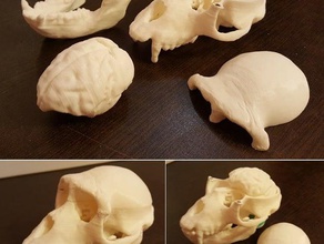 macaco crânio cérebro biologia 3d print model - Mito3D