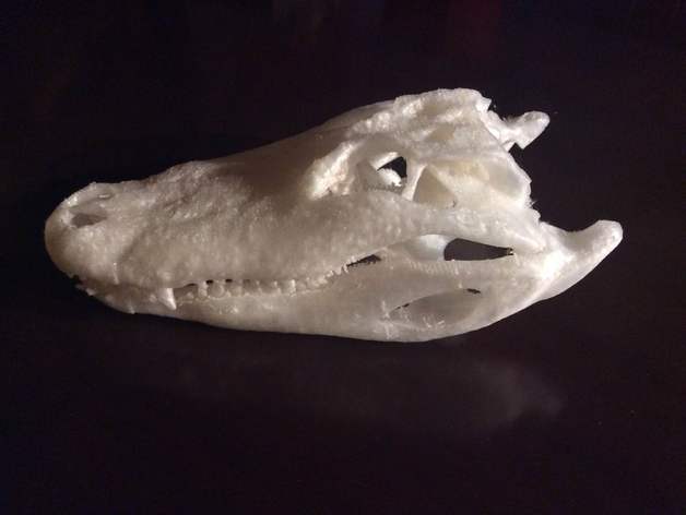 alligator skull ct scan biology aliigator cranium head jaw data 3D print model - Mito3D
