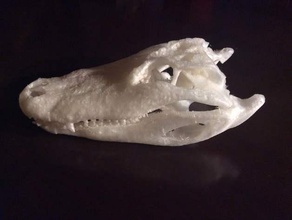 alligator skull ct scan biology aliigator ct alligator cranium alligator head alligator jaw ct data