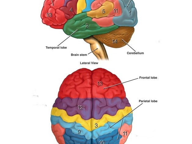 cerveau diagramme de la biologie science 3D print model - Mito3D