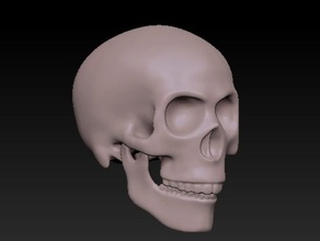cranio mandibola 3d la stampa La prop 3d print model - Mito3D