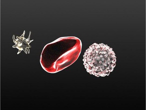 blood cells visual funny kit biology biologyproject makeredchallenge anatomy body gadget human learning models reverse engineering school study tissue white 3d print model - Mito3D