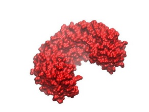 ribonuklease-inhibitor Biologie Biochemie molekular-Modell protein 3d print model - Mito3D