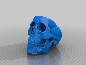 skull bottom scans replicas makerbotdigitizer 3d print model - Mito3D