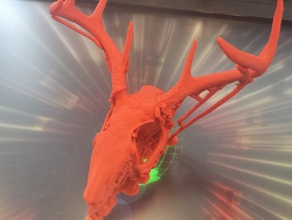 100 autêntica jackelope crânio varreduras réplicas Digitalização em 3d dia primeiro de abril biologia crânios 3d print model - Mito3D