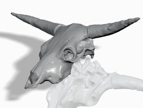 steer skull biology 3d print model - Mito3D