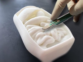 corpórea humana disección del proyecto biología anatomyproject makeredchallenge medicalproject surgeryproject 3d print model - Mito3D