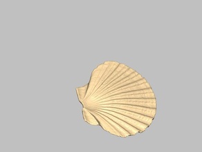 seashell durchsucht Replikate 3d print model - Mito3D