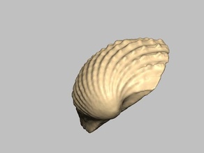 seashell 1 scans replicas 3d print model - Mito3D