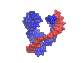 marteau ribozyme de la biologie moléculaire modèle l'arn 3d print model - Mito3D