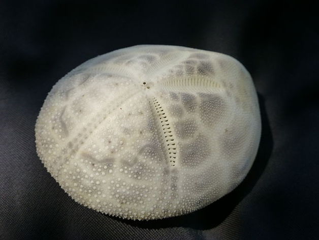 heart urchin brissus unicolor animals sea 3D print model - Mito3D