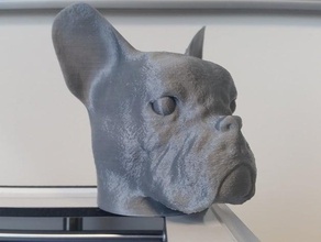 französische Bulldogge Kopf Skulpturen 3d print model - Mito3D