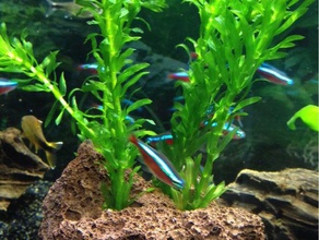 aquarium plant fixation iii hobby fish tank openscad plants 3d print model - Mito3D