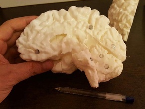 my whole brain 7 parts biology 3d print model - Mito3D