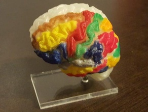 my own brain simple version biology 3d print model - Mito3D