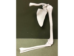 arto superiore ossa sinistra di apprendimento 3d print model - Mito3D