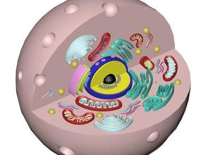 Tierische Zelle, eukaryotische Zelle -Modell Biologie dna molekulare protein 3d print model - Mito3D