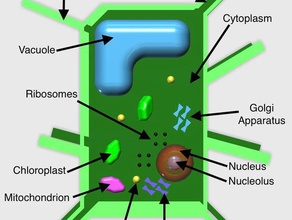 plant cell Modell Biologie makeredchallenge sciencechallenge 3d print model - Mito3D