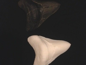 megalodon gescannt fossilen zahn Biologie 3d-Scannen Fossilien prähistorische shark 3d print model - Mito3D