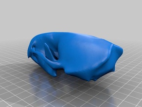 otter skull biology skll 3d print model - Mito3D