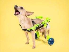figo soporte trasero del animal doméstico wheelchair pets accessibility animals assistivetech cat cats customizer diy dog dogs modular steam tvy 3d print model - Mito3D