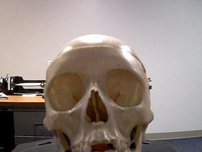 dr skully le scansioni repliche makerbotdigitizer 3d print model - Mito3D