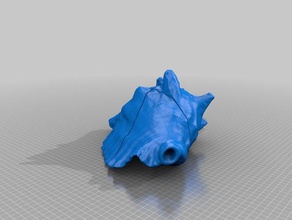 conch shell-remix 3d drucken 3d print model - Mito3D