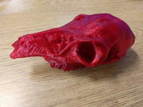 stefano cranio biologia Scansione 3d canino ecu makerbotdigitizer 3d print model - Mito3D